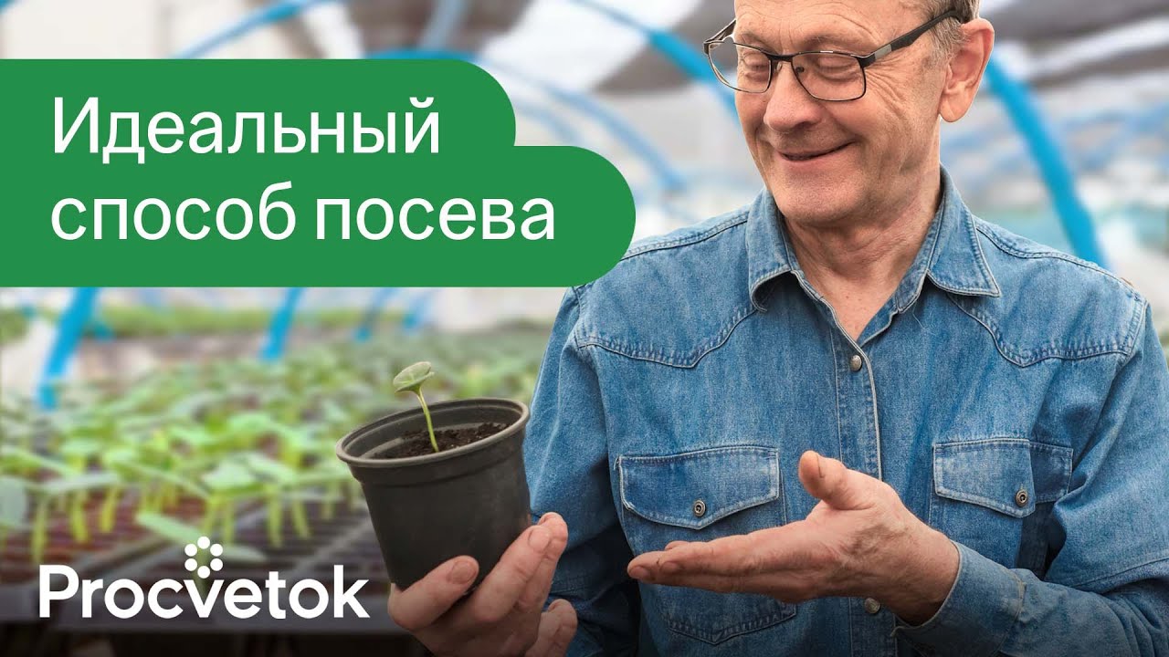 Рассада кабачков. Календарь высадки рассады на 2023. Рассада огурцов. Огурец рассада в грунте. Посадка огурцов на рассаду.