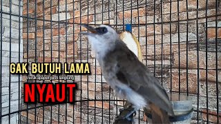 Download lagu trucukan gacor TARUNG ROPEL PANJANG pancingan trucukan agar bunyi jadikan burung trucuk gacor EMOSI mp3