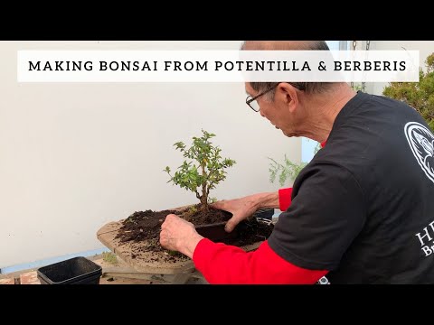 Bonsai from Potentilla & Berberis
