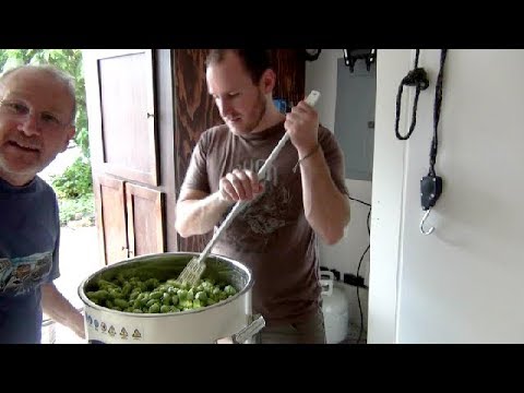 HBW 223: Fresh Wet Hop IPA - from hop vine to the kettle