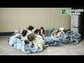 Shih Tzu dogs for sale: Patches - Video 1