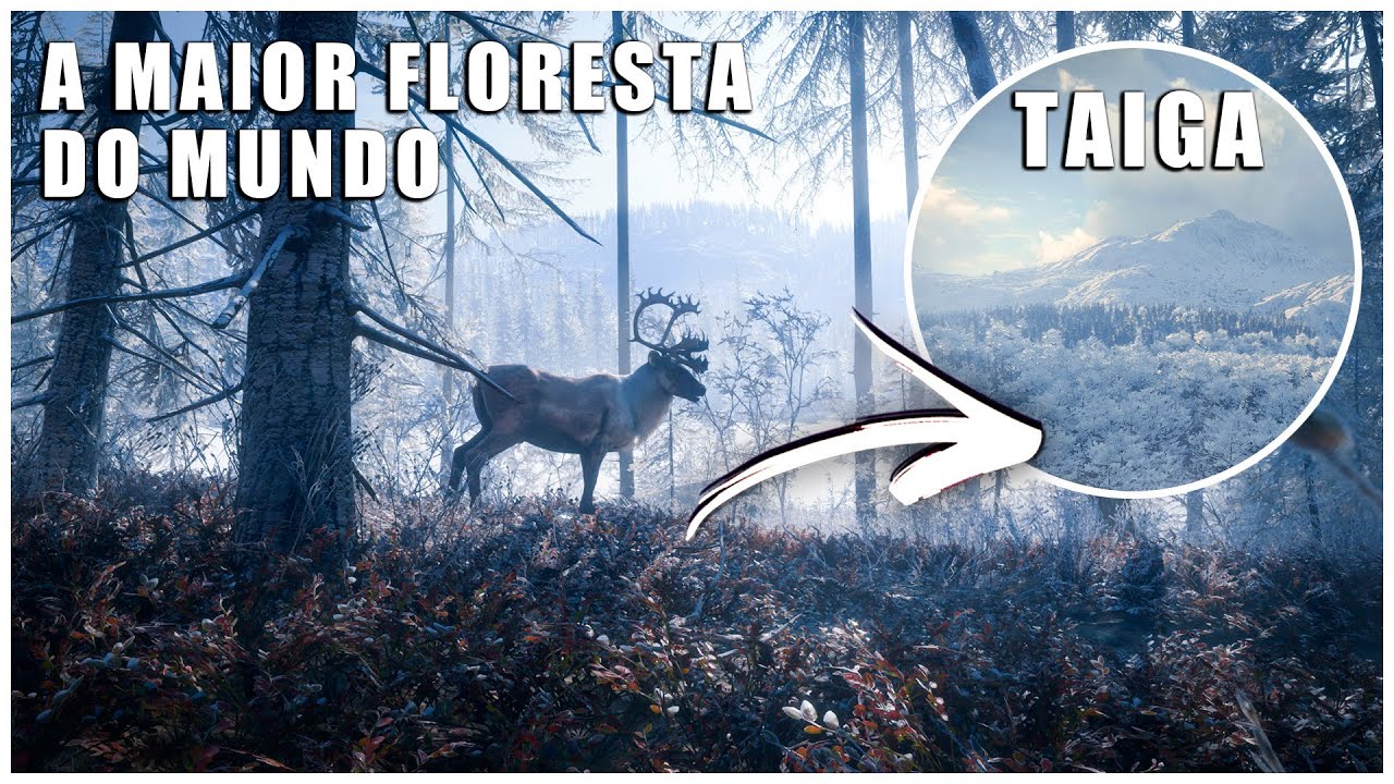 A MAIOR FLORESTA DO MUNDO, A FLORESTA DE TAIGA - FAUNA, FLORA E CLIMA - GORDO REPORTER