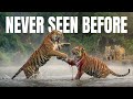 I Filmed A TIGER FIGHT In The Wild 4K 5 Rare Tiger Moments Caught On Camera