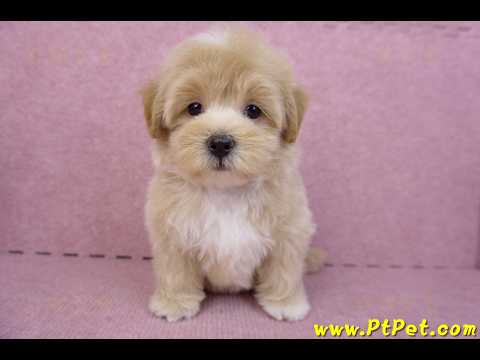 08/06奶油色馬爾泰迪公幼犬(台北中山)