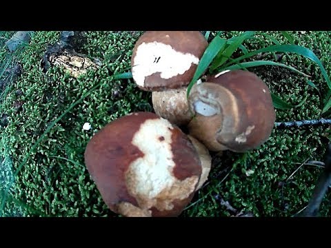 Білі Гриби після Дощу 2018 White Mushrooms after Rain 2018