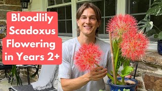 Bloodlily Scadoxus Flowering in Years 2+ (Starfire Lily)