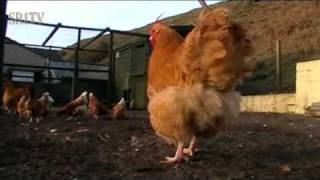 preview picture of video 'Young Orpington Cockerels with ISA Hens'