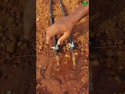 New idea!👌🏻drip irrigation tips #drip #farming #agriculture #tips #short