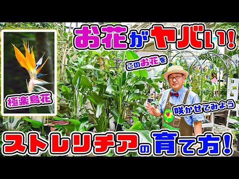 園芸 白いストレリチア、白い極楽鳥、白い花が咲く野生バナナ、ケープワイルドバナナ