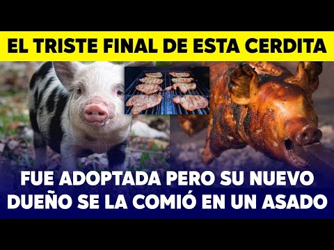 , title : 'Dejaron en adopción a su cerdita mascota; su nuevo dueño se la comió en un asado - Roma mini pig'