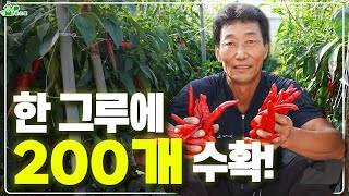 한주에 200개 수확 노지 고추 재배 노하우 ㅣ 한주에 한근반 수확 ㅣ 보은 명품 고추