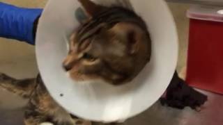 cat with metal rod december 2016-Riverside County Animal Services-december 2016