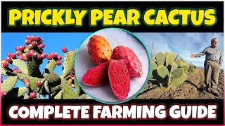Prickly Pear Cactus Farming - Complete Guide