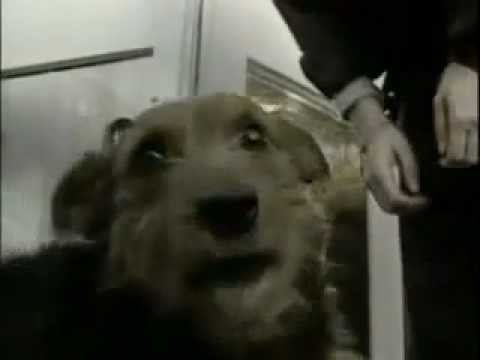 Rupert Sheldrake - Das Experiment zum morphischen Feld