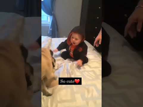 Cute funny baby playing with naughty dog friend🤩🤩❤❤ #shorts #baby #dogs #animals #toddlers #nyc