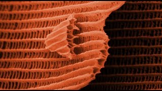 THIS IS A BUTTERFLY! (Scanning Electron Microscope) - Part 2 - Smarter Every Day 105