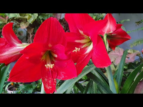 5 कारण से Amaryllis Lily में फूल नहीं आते//जाने और तुरंत इलाज करे//Why not flowering