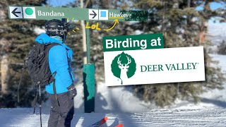 Searching the Mountains for Birds at Deer Valley Resort