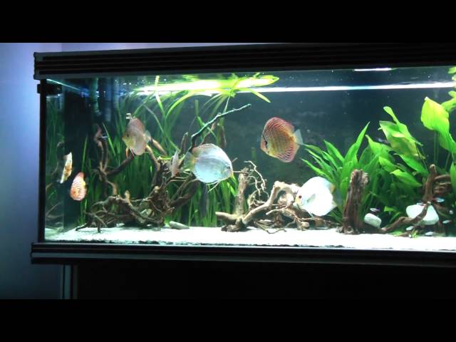 DISCUS 700L PLANTED TANK 3rd