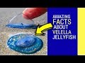 Velella jellyfish facts facts about this amazing velella velella