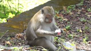 preview picture of video 'Bali's monkeys'