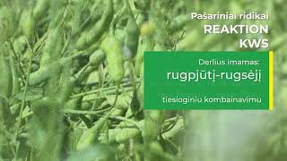 Pašarinių ridikų REAKTION KWS sėklininkystė