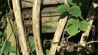 Honey Bees Wild