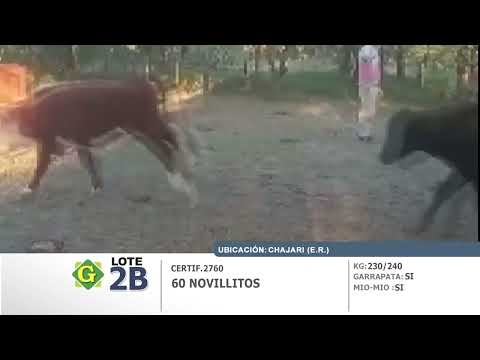 Lote Novillitos en Chajari (E.Rios)