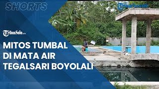 Berita Solo Hari Ini: Mitos Tumbal di Mata Air Tegalsari Boyolali, Butuh Perangkat Wayang dan Pemain