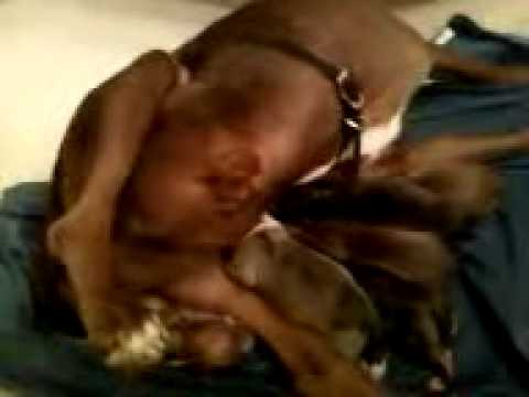 Red nose pitt giving birth to pup #6