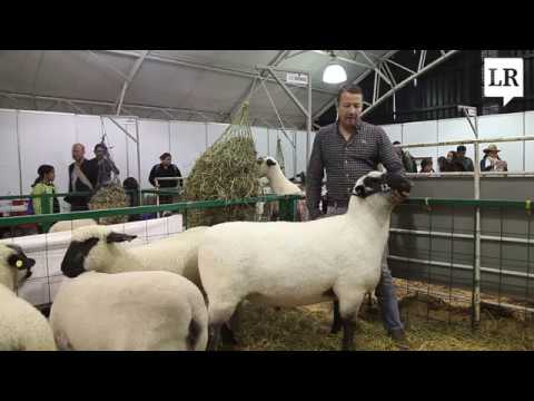 , title : 'Criadores de ovinos catalogan a la Hampshire Down como la mejor raza para producir carne'