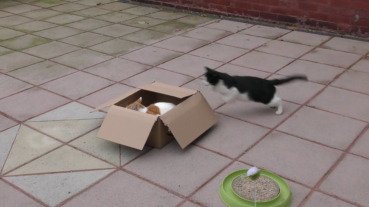 Cat Sneak Attack | 4K