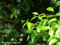 Nature in KHOO TECK PUAT Hospital (KTPH) - YouTube