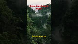 Download lagu relaksasi suara burung di hutan Amazon meditasi mp3 Download lagu relaksasi suara burung di hutan Amazon meditasi mp3