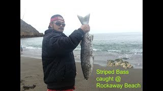 Striped Bass caught at Rockaway Beach