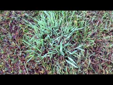 After MSMA Turf application to kill Bahiagrass