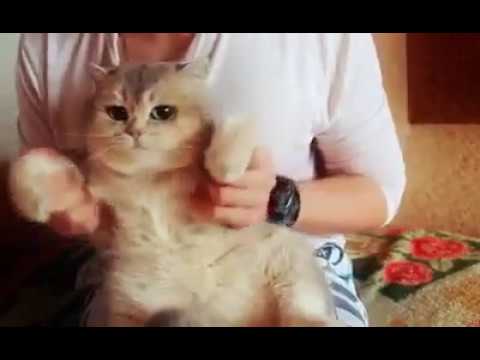 Cute Cat Dancing On Despacito Song