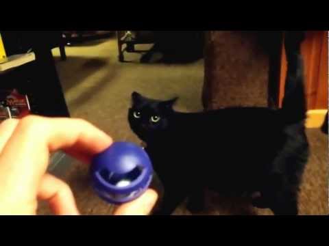 Junk Drawer: My Cat Likes to Play Fetch
