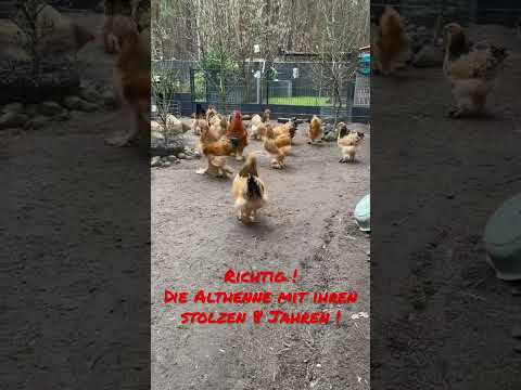Wer ist der Chef? Hackordnung bei Hühnern #hühnerhaltung #brahma #hühner #chicken #hühnerimgarten