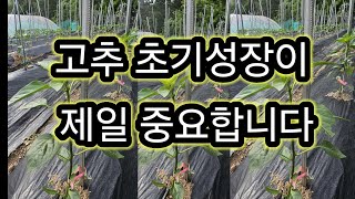 고추 모종 심은후 이렇게 하면은 빨리 성장.