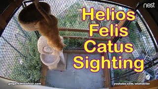 Rare Sighting Helios Felis Catus