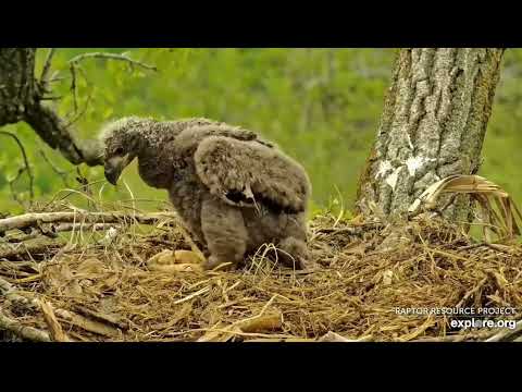 Decorah Eagles 5-7-23 Turkey vultures visit the retention pond