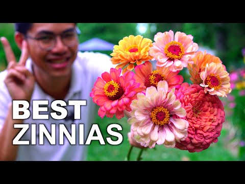 How to Grow Zinnias for Cut Flowers from Seeds