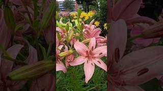 The Queen of Flowers Lilies near the house beautiful flowers colorful lilies shorts respect trending viral