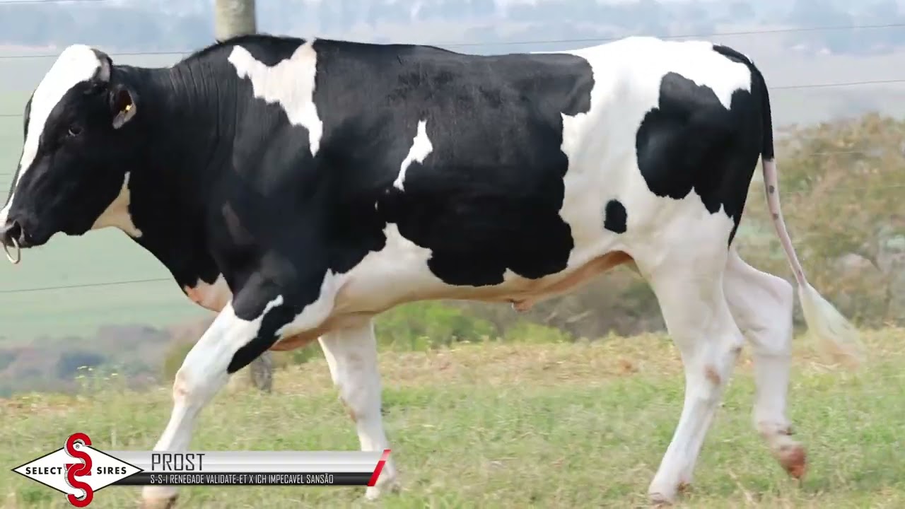 Vídeo PROST IMPECAVEL VALIDATE FIV DO EROS