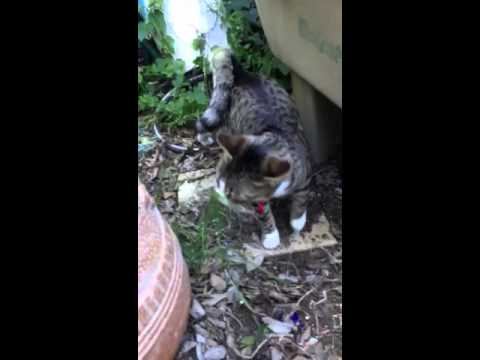 American Ringtail Cat-Calvin