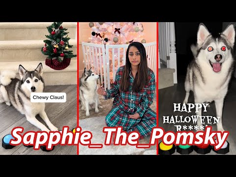 NEW Sapphie The Pomsky Funny  Dog TikToks 2025 - Best Sapphie_The_Pomsky Tik Tok Videos .