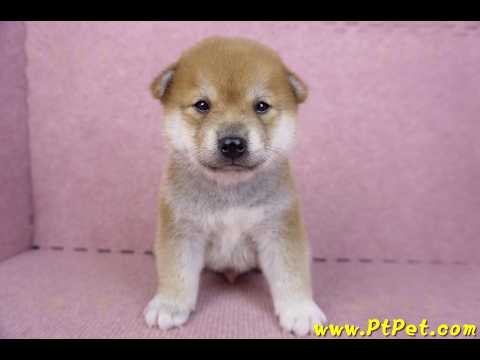 09/21赤色柴犬公幼犬(新北淡水)