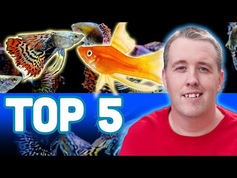 YouTube video about: What is a livebearer fish?