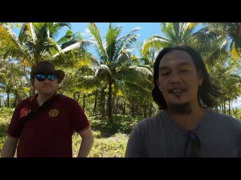 American Researcher: LEATHERBACK SEATURTLE NEST in CATEEL Creamsand Beach